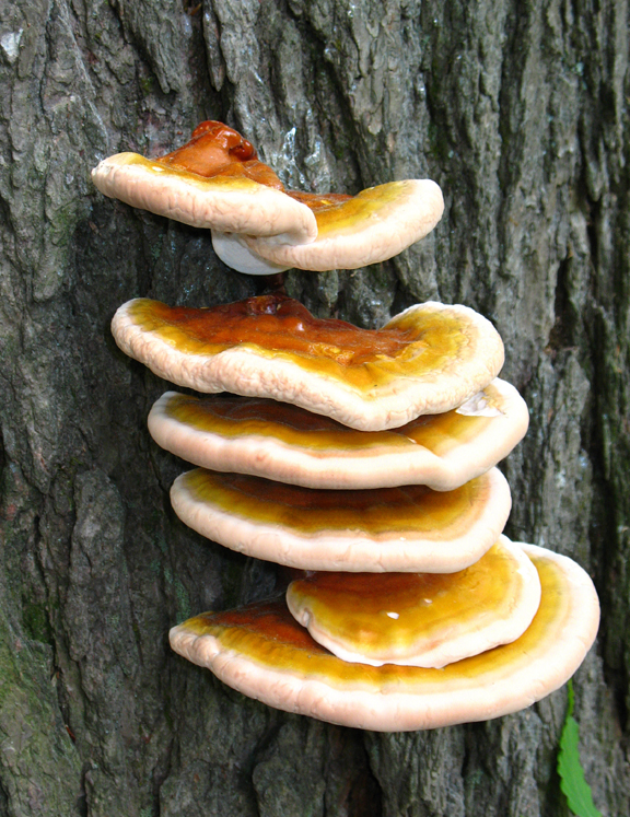 Pecsétviaszgomba fatörzsön