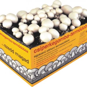 Gombakultúrák otthon termeszthető