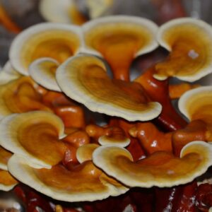 pecsétviaszgomba csíra