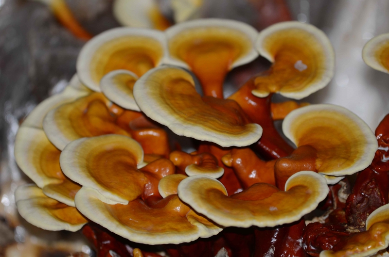 p_blokk_b pecsétviaszgomba csíra