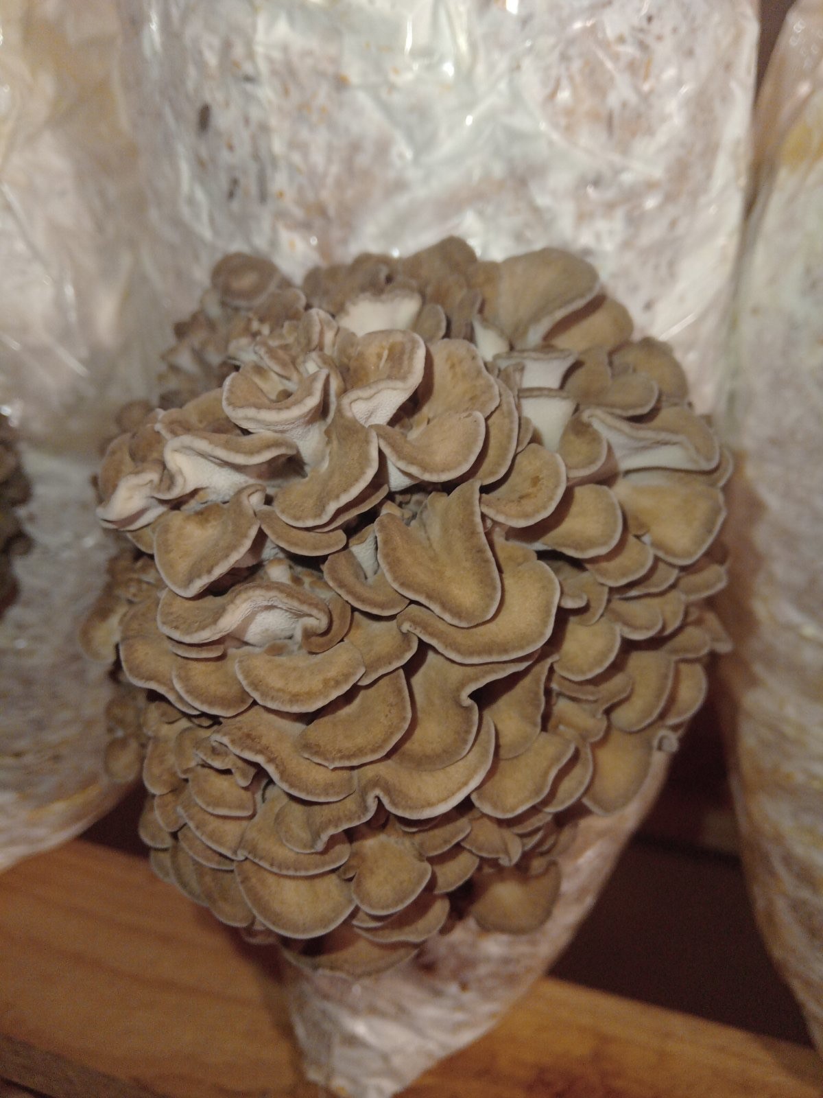 Maitake