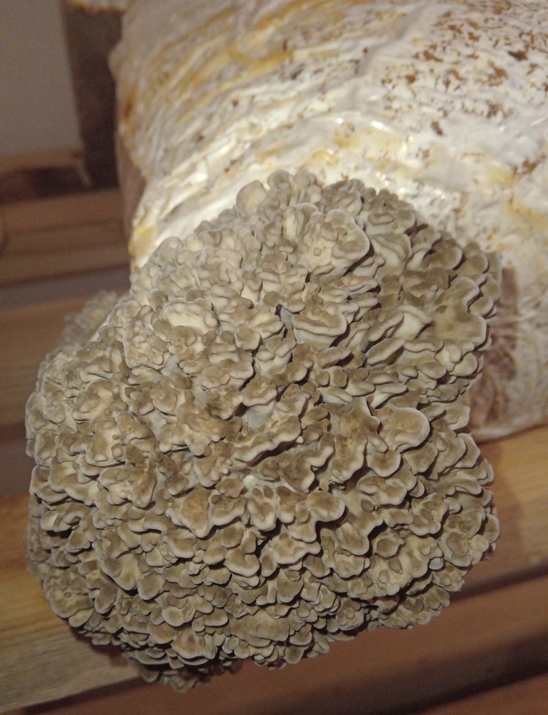 Maitake gomba termőblokk