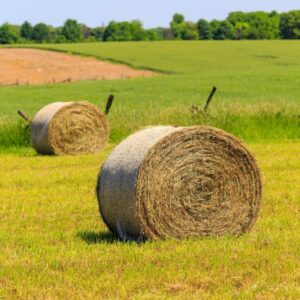 Termények nagy tételben